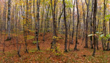 Düşen sarı yapraklar sonbahar ormanında yerde yatıyor..