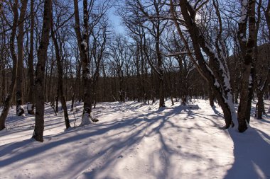 Güneşli bir kış ormanında genç ağaçlar. Khyzy. Azerbaycan.