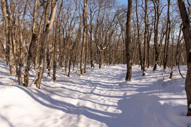 Güneşli bir kış ormanında genç ağaçlar. Khyzy. Azerbaycan.