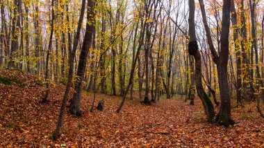 Sonbahar ormanlarında sarı yapraklarla kaplı yollar..
