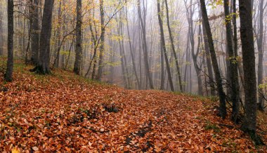 Sonbahar ormanlarında sarı yapraklarla kaplı yollar..
