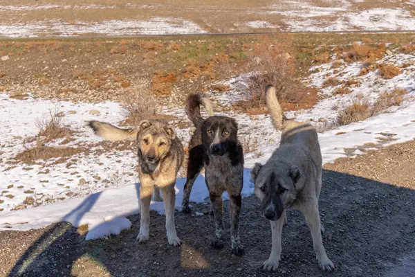 Yol kenarında üç tane kocaman çoban köpeği..
