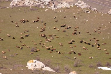 A herd of sheep grazes in the mountains with dry grass. Azerbaijan. clipart