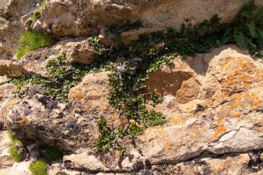 Dağlarda kayalara tutunan küçük bir tırmanma tesisi..
