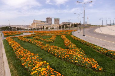 Bakü. Azerbaycan. 04.10.2022. Bayrak meydanının yanında güzel sarı çiçekler.