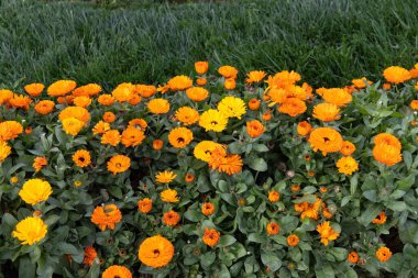 Çiçek tarhında güzel sarı takvim çiçekleri.