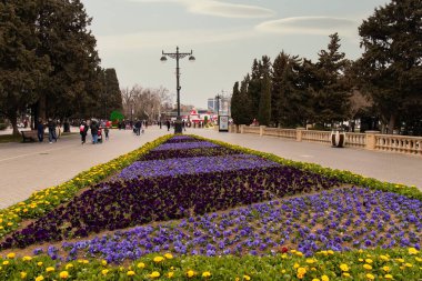 Bakü. Azerbaycan. 03.22.2022. Bakü Bulvarı 'ndaki bir çiçek tarhında güzel bir şekilde dikilmiş çiçekler..