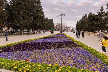 Bakü. Azerbaycan. 03.22.2022. Bakü Bulvarı 'ndaki bir çiçek tarhında güzel bir şekilde dikilmiş çiçekler..