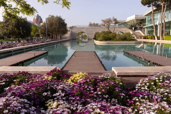 Bakü. Azerbaycan. 04.24.2022. Venedik 'te güzel mor, beyaz çiçekler.