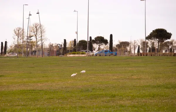 Şehirdeki bir bulvarda balıkçıllar. Bakü. Azerbaycan.