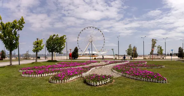 Bakü. Azerbaycan. 05.08.2022. Dönme dolabın yanındaki bulvarda kırmızı çiçekler..