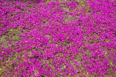Çiçek tarhında güzel, küçük, bordo çiçekler.