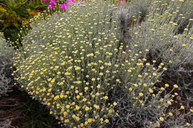 Bahçede Santolina ayini var..
