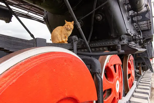 Kızıl bir kedi tırmandı ve eski bir buharlı lokomotife oturdu. Bakü. Azerbaycan.
