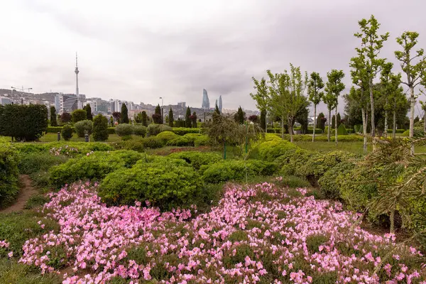 Bulvarda pembe Oenothera ipek çiçekleri var. Bakü. Azerbaycan. 