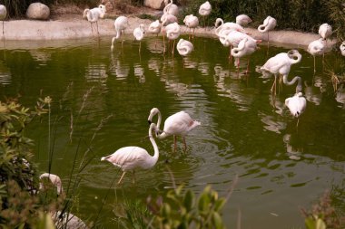 Bakü. Azerbaycan. 05.22.2023. Hayvanat bahçesinde pembe flamingo sürüsü.