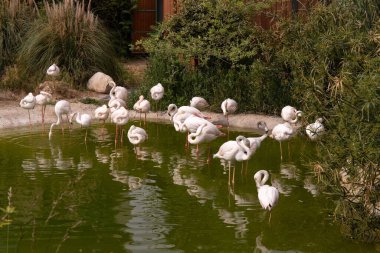 Bakü. Azerbaycan. 05.22.2023. Hayvanat bahçesinde pembe flamingo sürüsü.