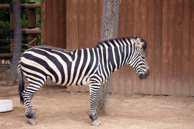 Bakü. Azerbaycan. 05.23.2022. Bakü hayvanat bahçesinde uyuyan zebra.