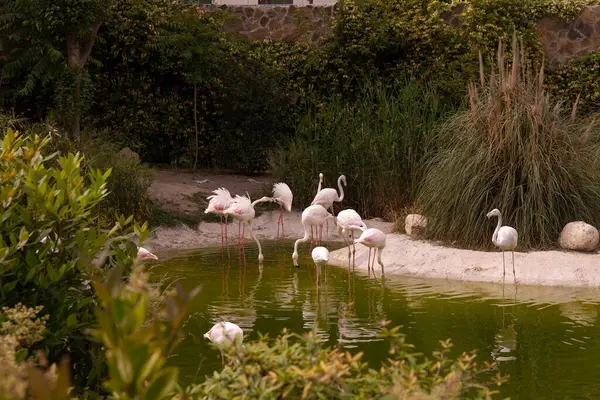 Bakü. Azerbaycan. 05.22.2023. Hayvanat bahçesinde pembe flamingo sürüsü.
