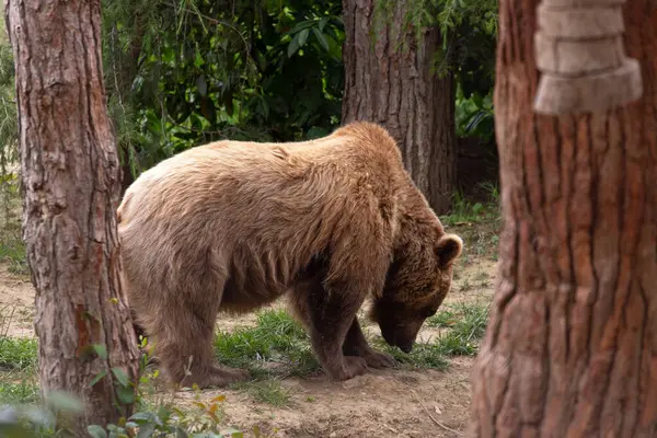 Bakü. Azerbaycan. 05.23.2022. Geniş bir çevrede yürüyen büyük bir ayı..