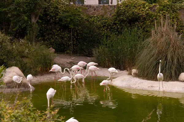 Bakü. Azerbaycan. 05.22.2023. Hayvanat bahçesinde pembe flamingo sürüsü.