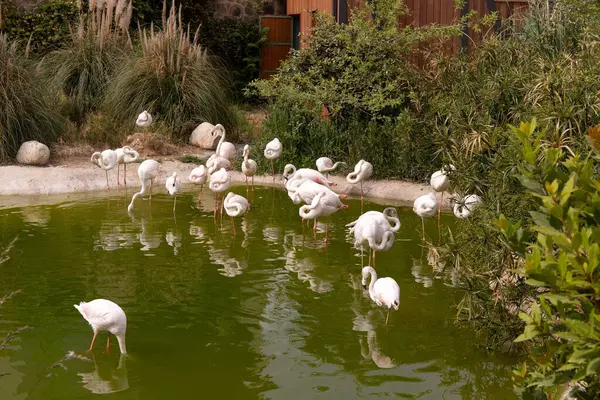 Bakü. Azerbaycan. 05.22.2023. Hayvanat bahçesinde pembe flamingo sürüsü.