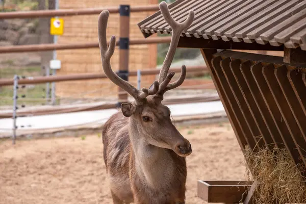 Bakü. Azerbaycan. 05.23.2022. Hayvanat bahçesinde dişi gri bir geyik..