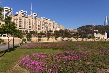 Bakü. Azerbaycan. 05.08.2022. Yeni şehir bulvarında güzel kırmızı çiçekler.