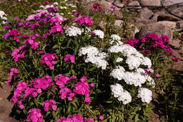 Bahçedeki kırmızı ve beyaz karanfil çiçekleri.