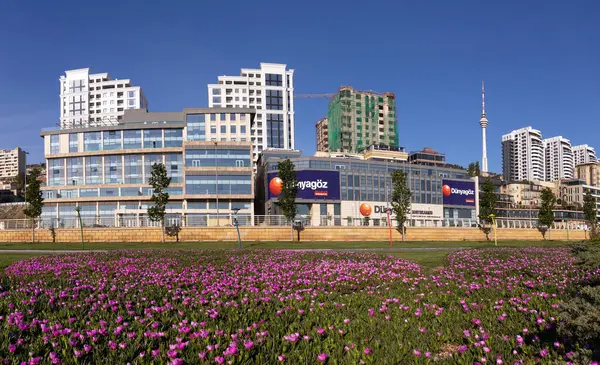 Bakü. Azerbaycan. 05.08.2022. Yeni şehir bulvarında güzel kırmızı çiçekler.