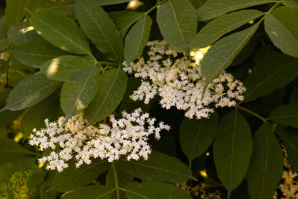 Siyah böğürtlenli güzel beyaz çiçekler..