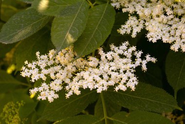 Siyah böğürtlenli güzel beyaz çiçekler..