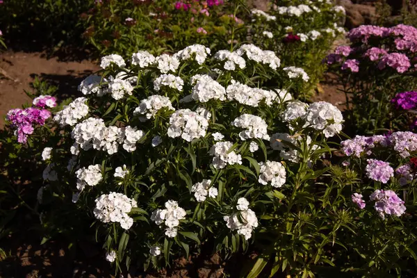 Bahçedeki kırmızı ve beyaz karanfil çiçekleri.