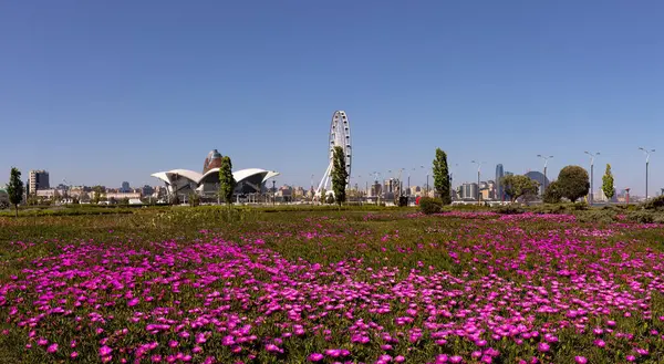 Bakü. Azerbaycan. 05.08.2022. Bulvardaki dönme dolabın yanında güzel kırmızı çiçekler..