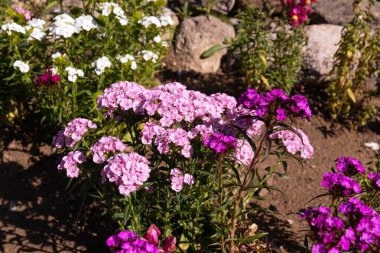 Bahçedeki kırmızı ve beyaz karanfil çiçekleri.