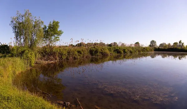 Küçük bir gölün kıyısında yalnız bir ağaç..