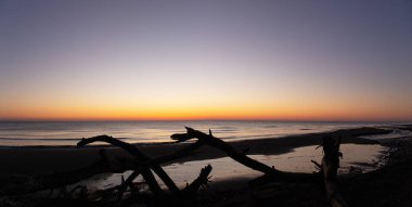 Hazar Denizi kıyısındaki yaşlı ağaçlar gün doğumunda.