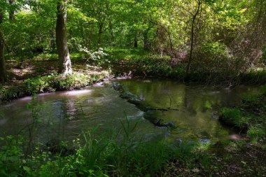 Yeşil bir yaz ormanında sessiz bir nehir..