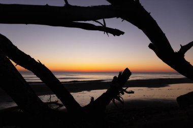 Hazar Denizi kıyısındaki yaşlı ağaçlar gün doğumunda.