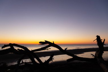 Hazar Denizi kıyısındaki yaşlı ağaçlar gün doğumunda.