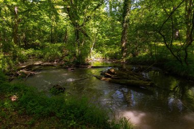 Yeşil bir yaz ormanında sessiz bir nehir..