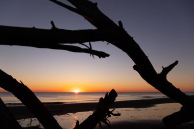 Hazar Denizi kıyısındaki yaşlı ağaçlar gün doğumunda.