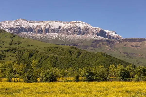 Shahdag Dağı 'nın eteğindeki bir tarlada sarı çiçekler. Kusar bölgesi. Azerbaycan.