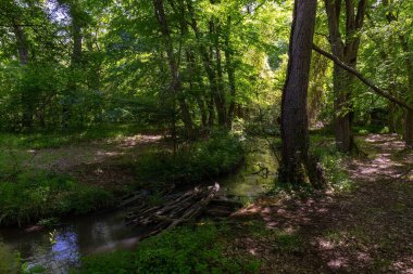 Yeşil bir yaz ormanında sessiz bir nehir..