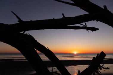 Hazar Denizi kıyısındaki yaşlı ağaçlar gün doğumunda.