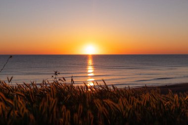 Güneşin doğuşunda deniz kenarında tahıl kulakları.