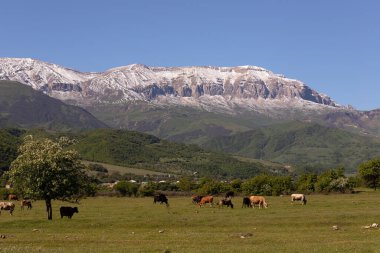 Bir inek sürüsü Shahdag Dağı 'nın eteklerinde otluyor. Qusar bölgesi. Azerbaycan.
