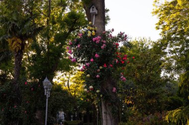 Parkta bir buket kırmızı gül, ağacın yanında..
