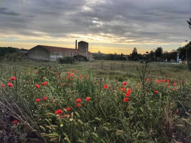 Haşhaş tarlası olan güzel bir yaz manzarası.