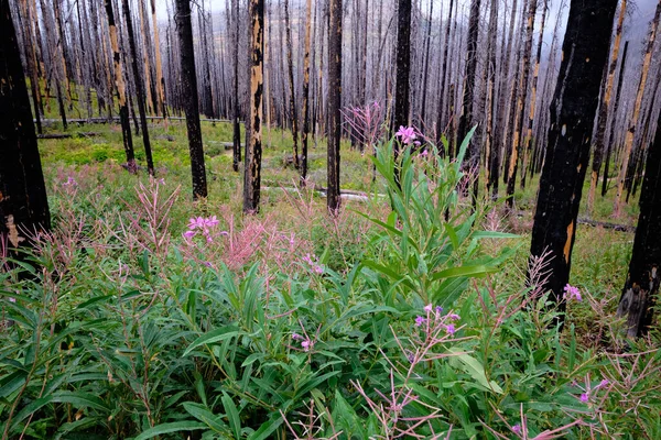 After the fire, the beauty.  Delicate fireweed flowers blooming among charred tree trunks along the Blakiston Falls trail in Waterton Lakes National Park, Alberta, Canada.